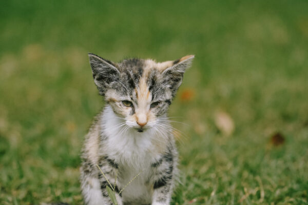 Chips' memorial was donated by Erin Newman
