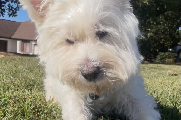 Harley's memorial, donated by Azure Stilwell.