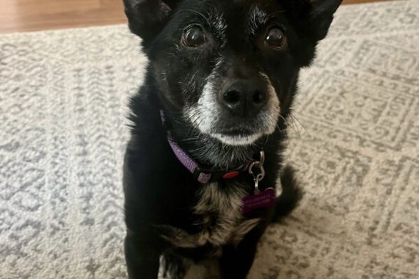 Piper Rue's memorial, donated by Azure Stilwell.