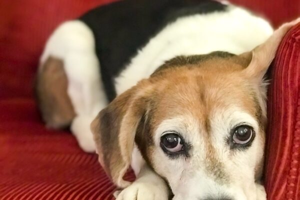 Danzig's memorial, donated by Emma Blackstone