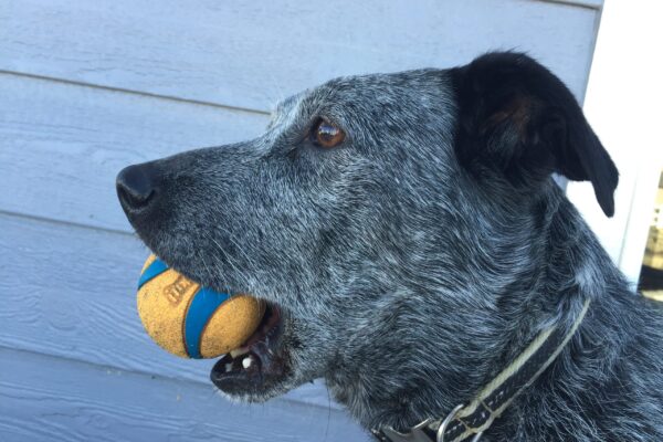 Penny's memorial, donated by Lucretia Griffin