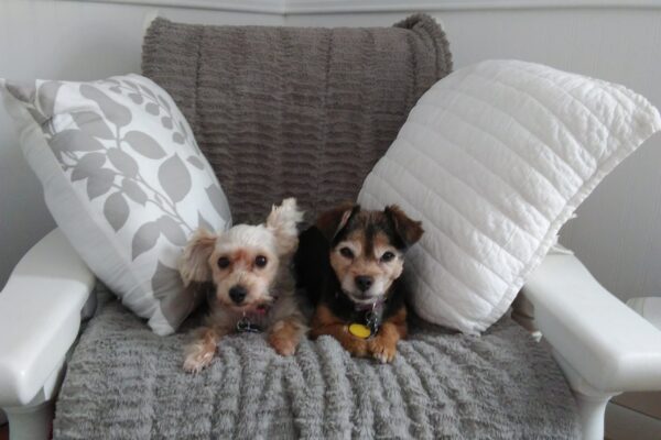 Sylvia & Daisy's memorial, donated by Joshua & Nadine Groh of Maple Ridge Group Lending LLC